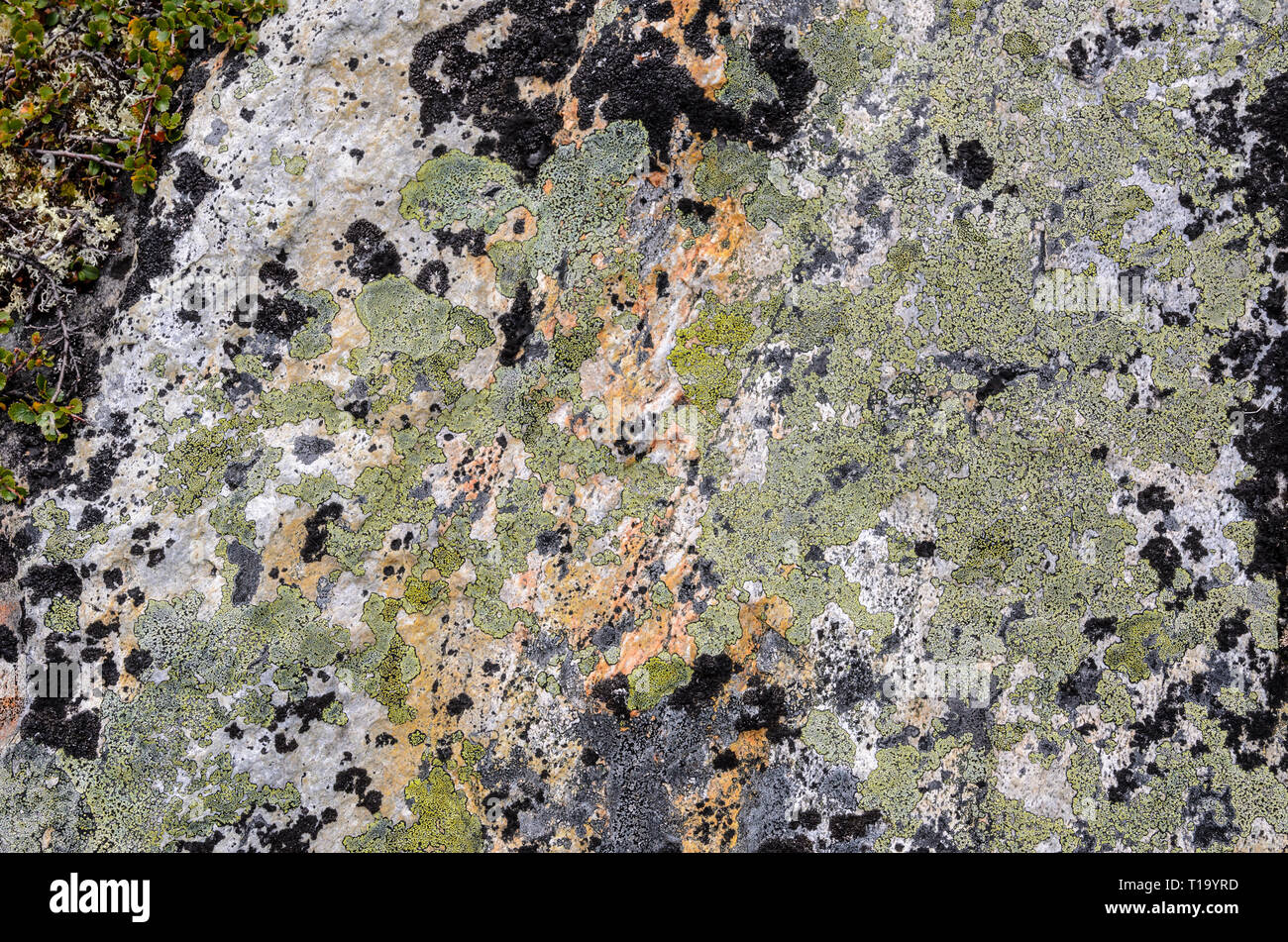 Stone surface covered with lichen and moss Stock Photo