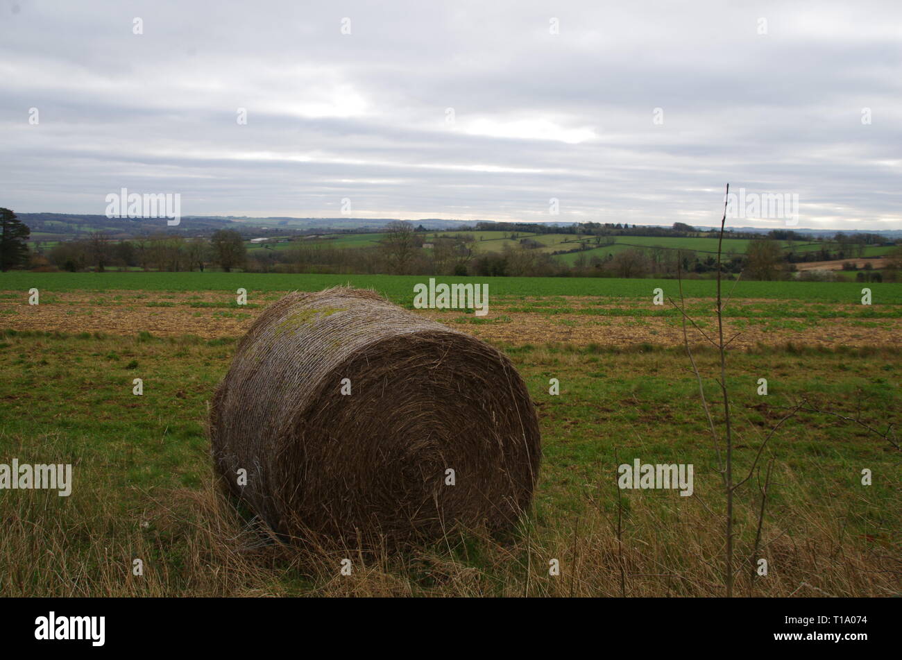 Broadwell hires stock photography and images Alamy