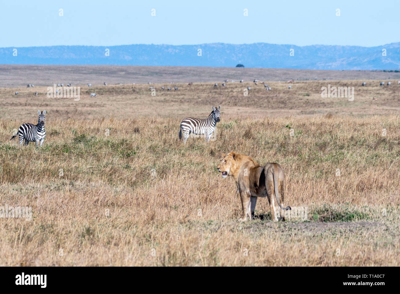Pride lion maasai mara hi-res stock photography and images - Alamy