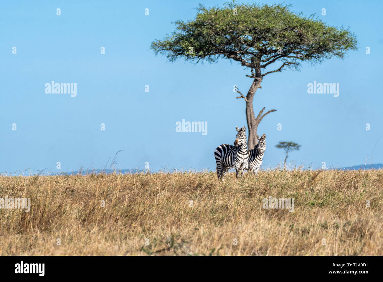 Pride lion maasai mara hi-res stock photography and images - Alamy