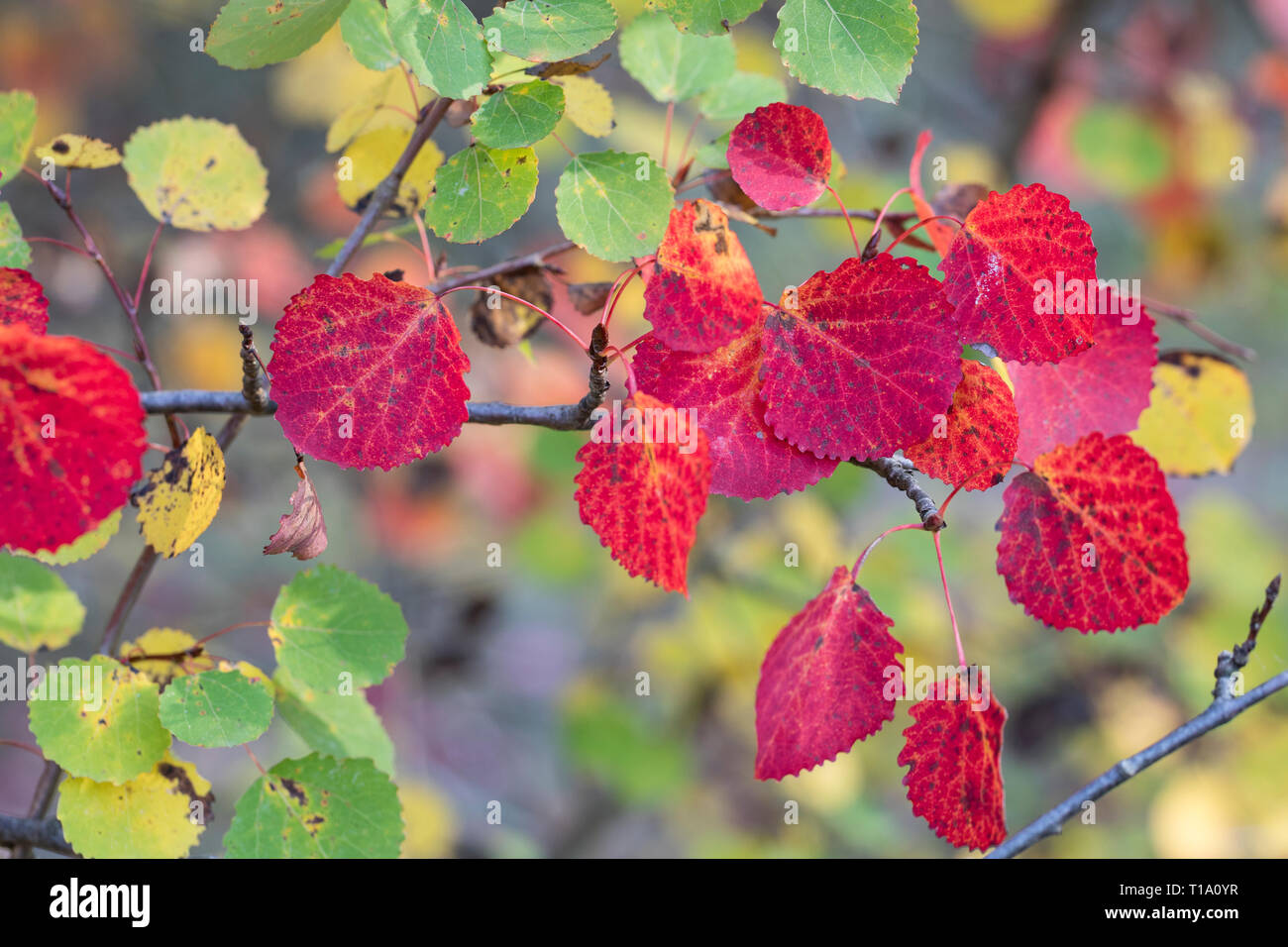 Zitterpappel Zitter Pappel Pappel Espe Aspe Populus Tremula Aspen European Aspen Quaking Aspen Le Peuplier Tremble Tremble Tremble D Europe Stock Photo Alamy
