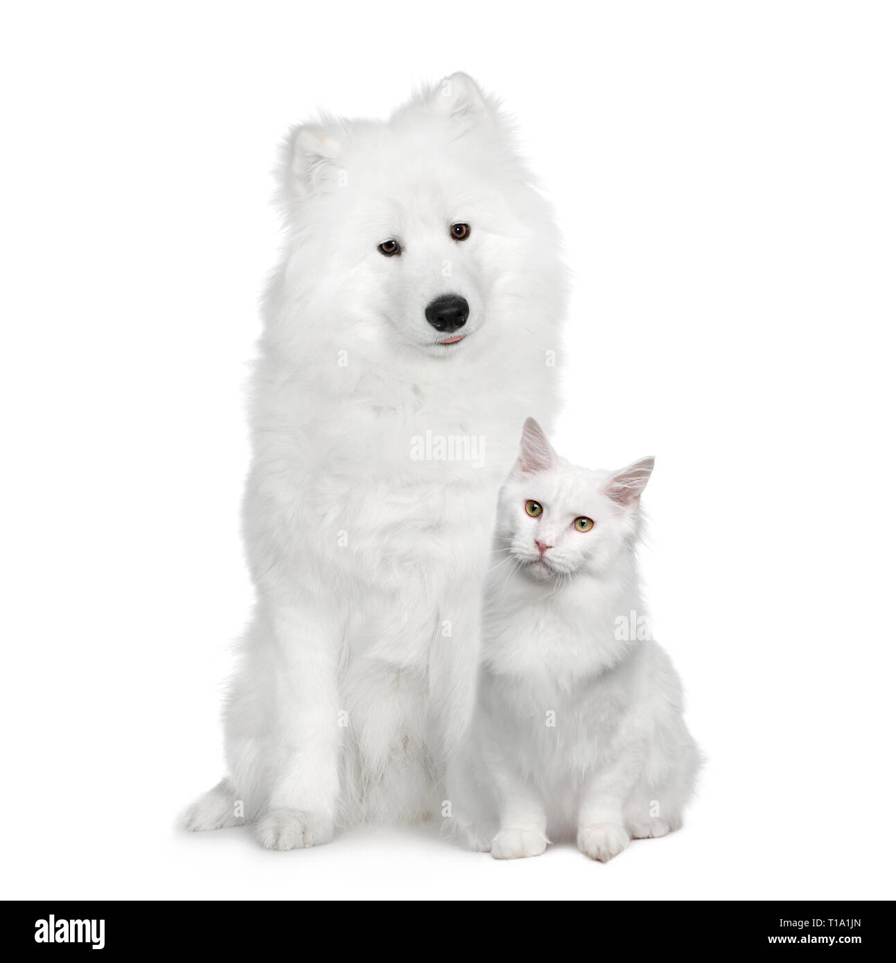 Cat and dog, Turkish Angora and Samoyed in front of a white background Stock Photo