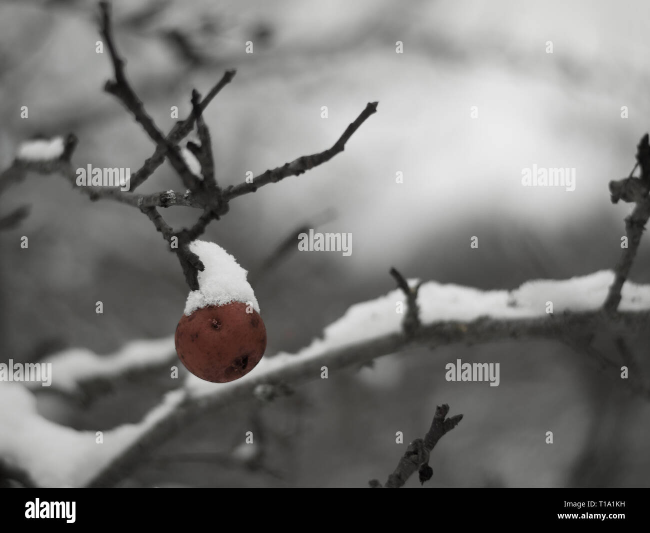 A brown rotten apple on a tree branch covered in snow on a cold winter day Stock Photo