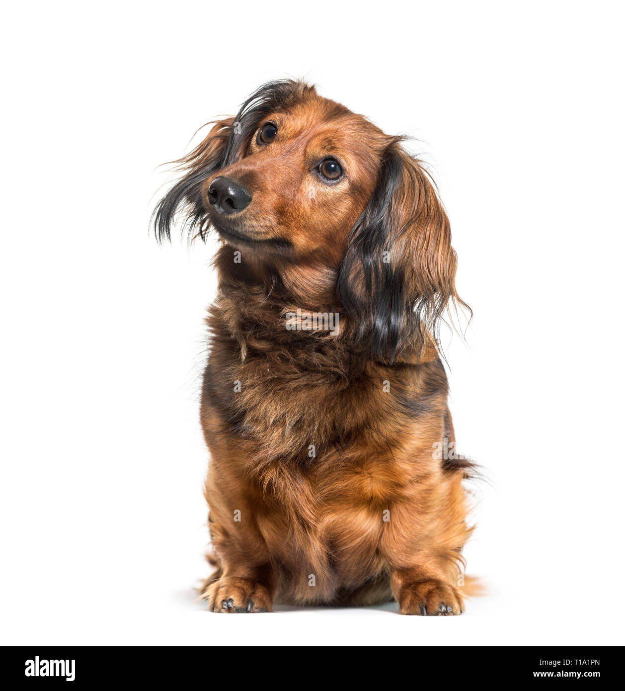 Dachshund, sausage dog, wiener dog sitting in front of white background Stock Photo