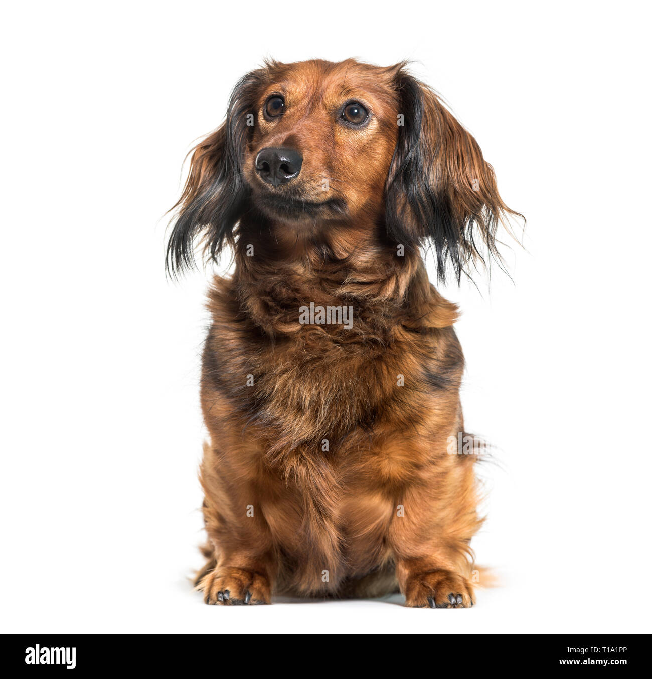 Dachshund, sausage dog, wiener dog sitting in front of white background Stock Photo