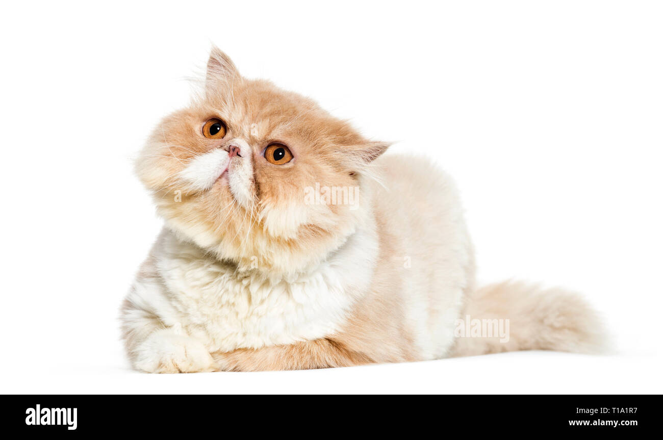 Persian cat lying in front of white background Stock Photo - Alamy