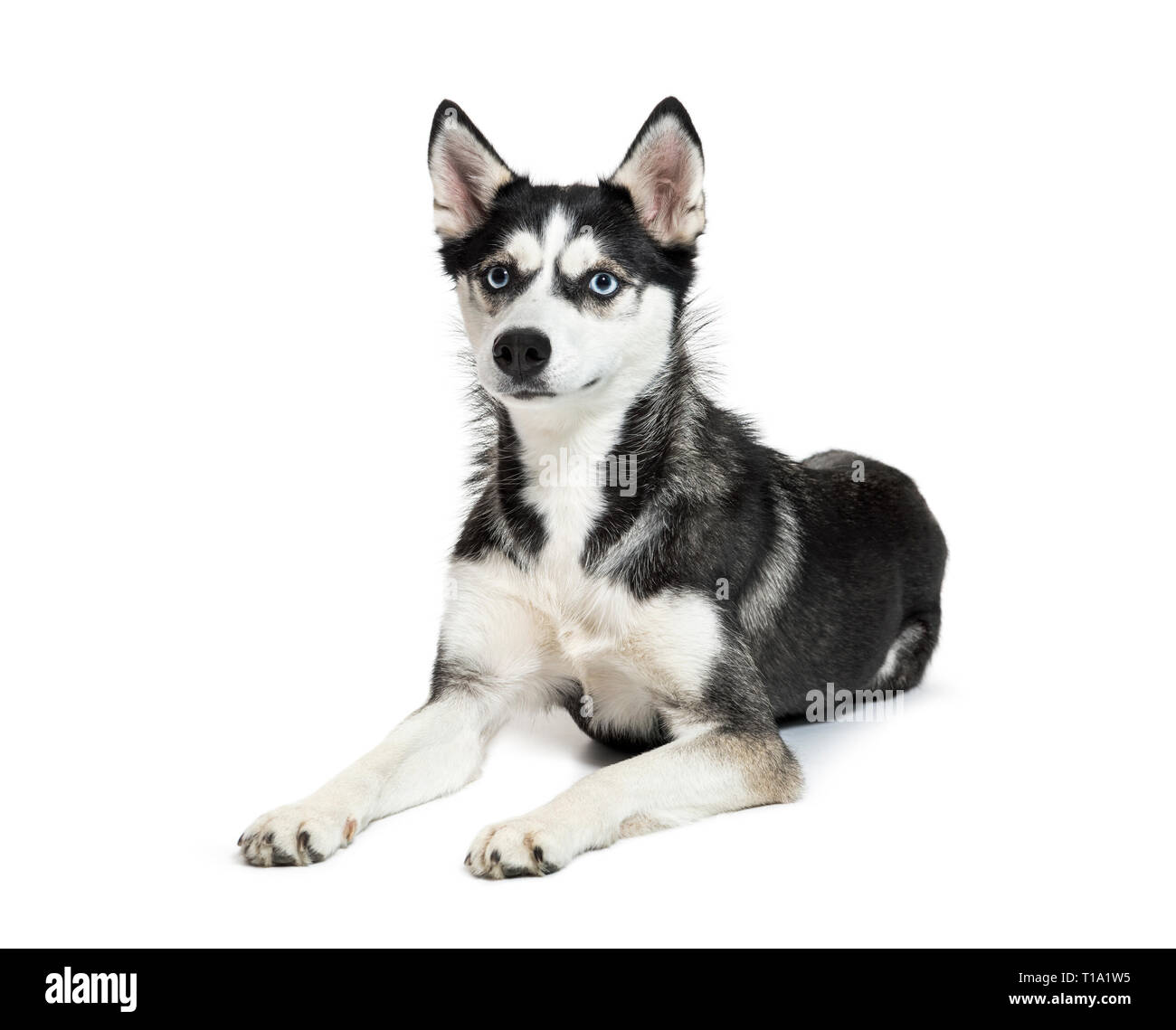 Siberian Husky lying in front of white background Stock Photo - Alamy