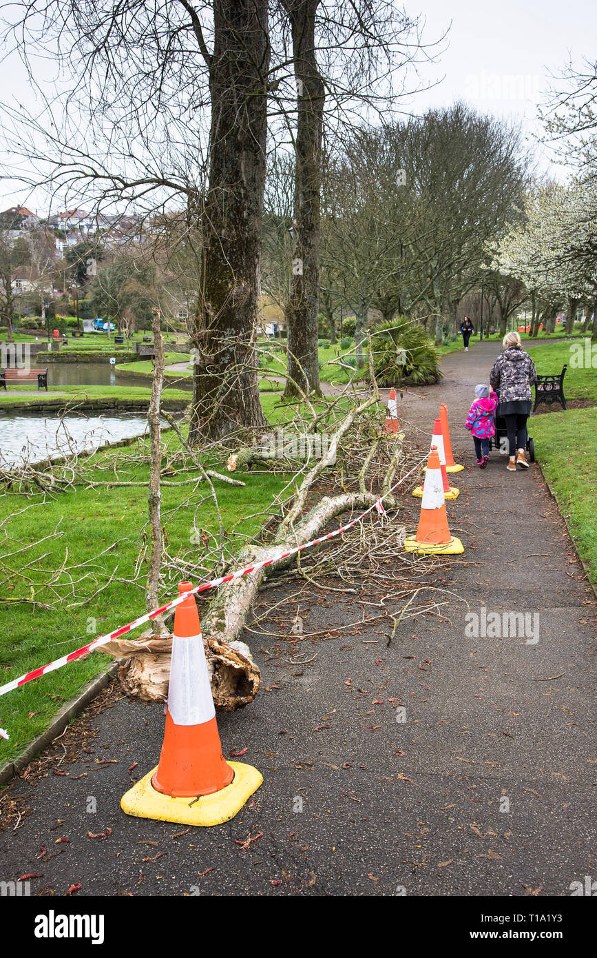 Traffic cones used to cordon off tree branches that have fallen to the ground in a park. Stock Photo