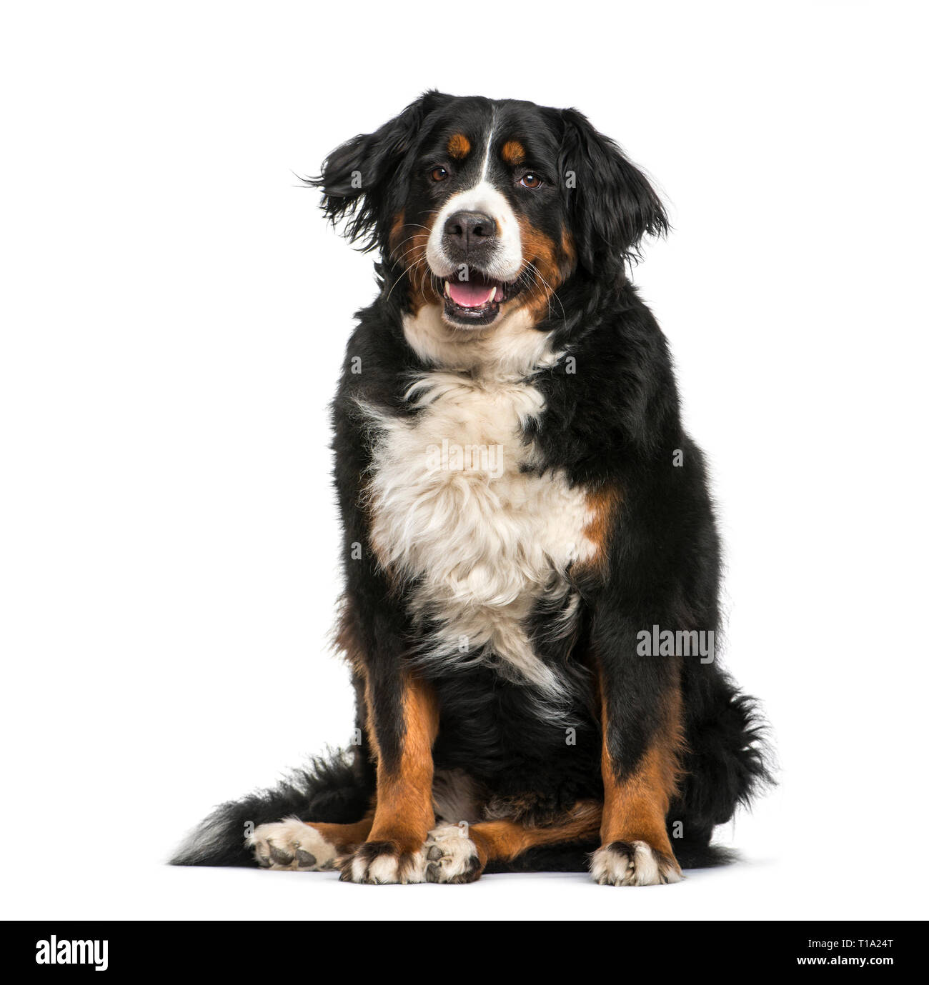 Bernese Mountain dog, 6 years old, sitting in front of white background ...