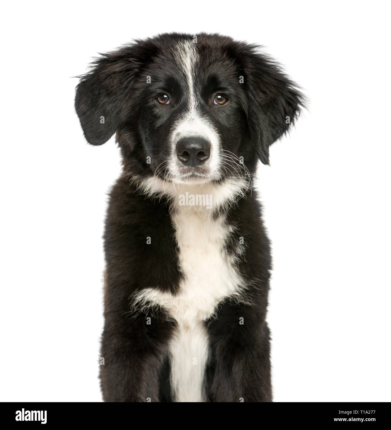 Border Collie, 3 months old, sitting in front of white background Stock Photo