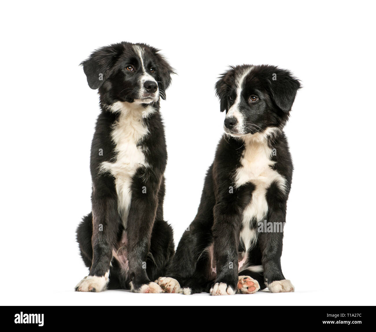 border collie 3 months