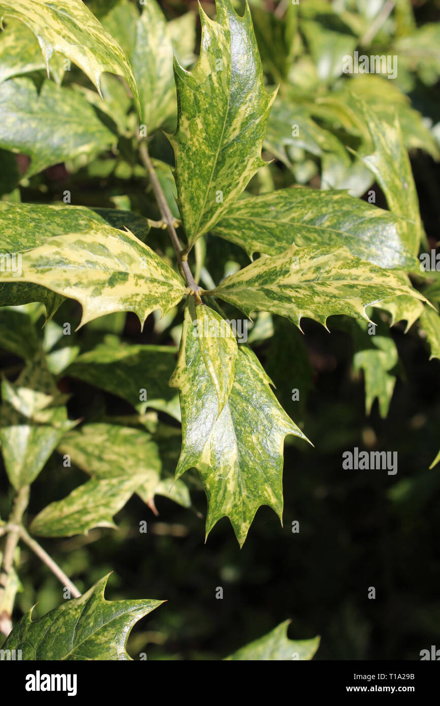 The Spiky variegated evergreen foliage of the  False Holly also known as Osmanthus heterophyllus 'Goshiki'. Stock Photo