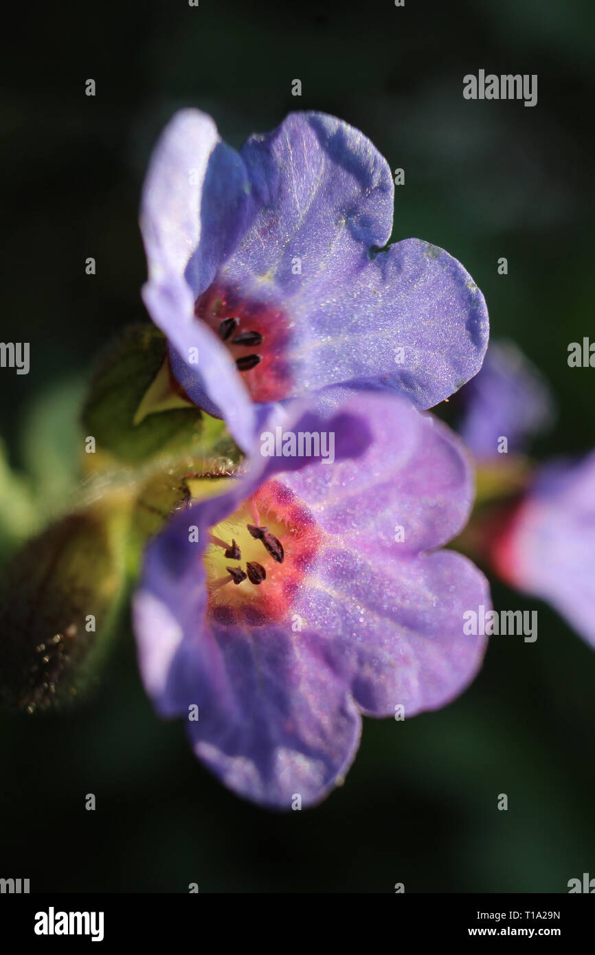 Close up image of the pretty lavender flowers of Pulmonaria officinalis in spring, lit by the evening sun. Also known as Lungwort, Stock Photo