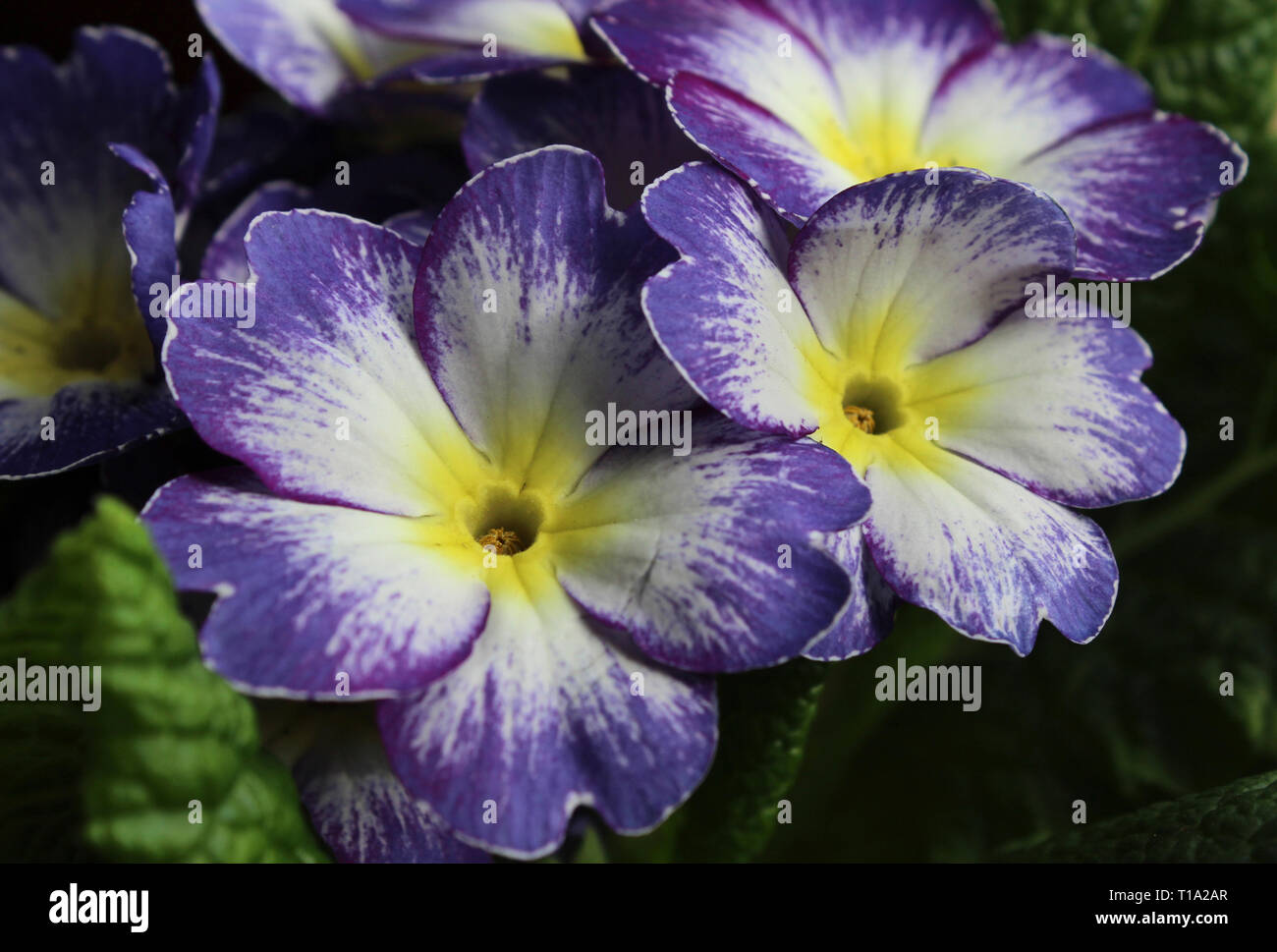A beautiful and unusual white and purple striped primula vulgaris flower, blooming in the spring. Also known as primrose Stock Photo