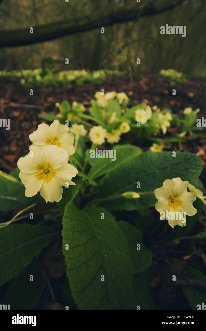 Wild flower species hi-res stock photography and images - Alamy