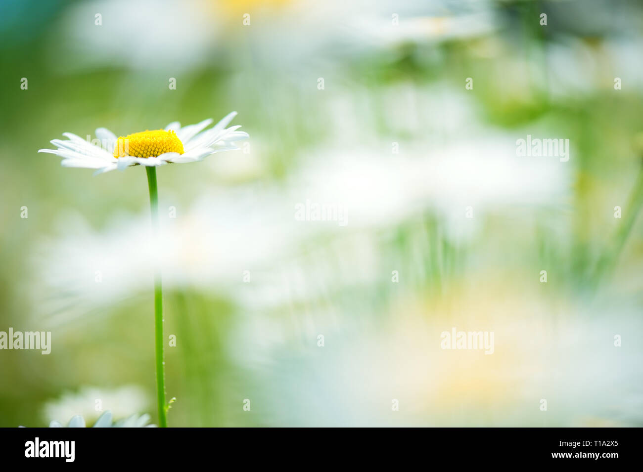 Oxeye daisies (Leucanthemum vulgare) in flower meadow. Soft focus image. Selective focus and very shallow depth of field. Stock Photo