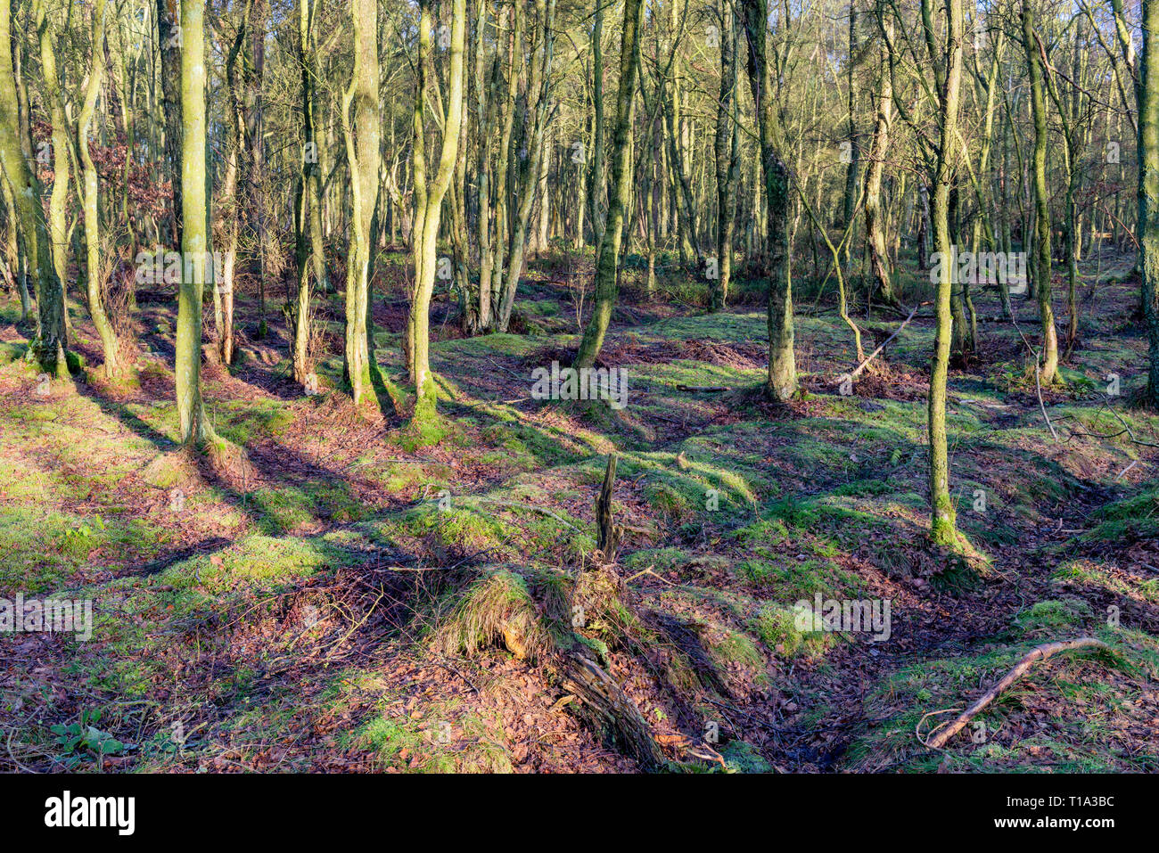 The woods at Cawthorne Roman camps Stock Photo