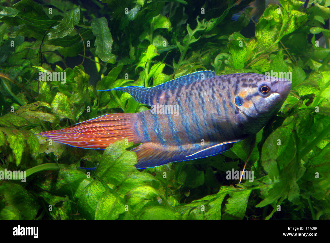 Paradise fish (Macropodus opercularis) male Stock Photo