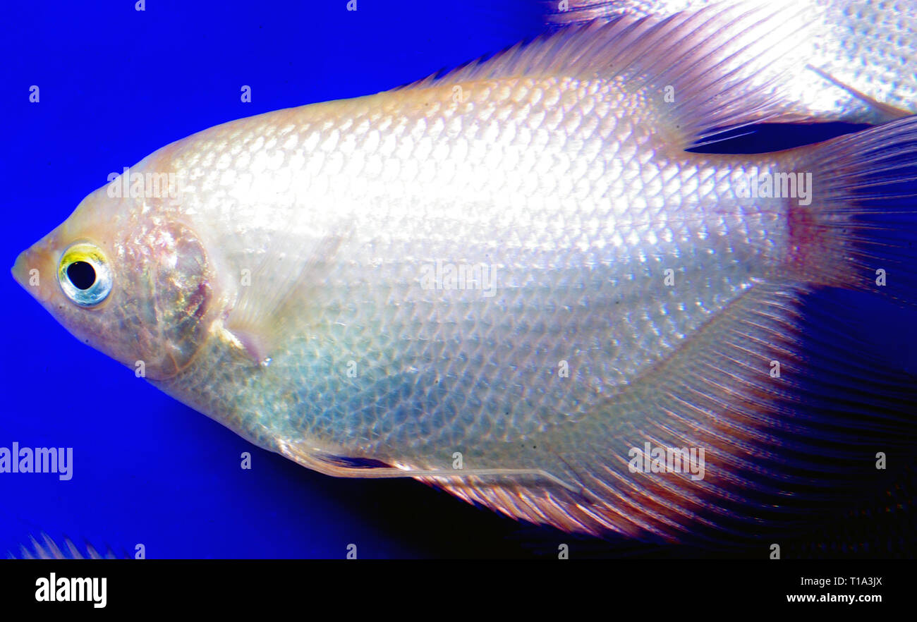 Albino giant gourami hi-res stock photography and images - Alamy