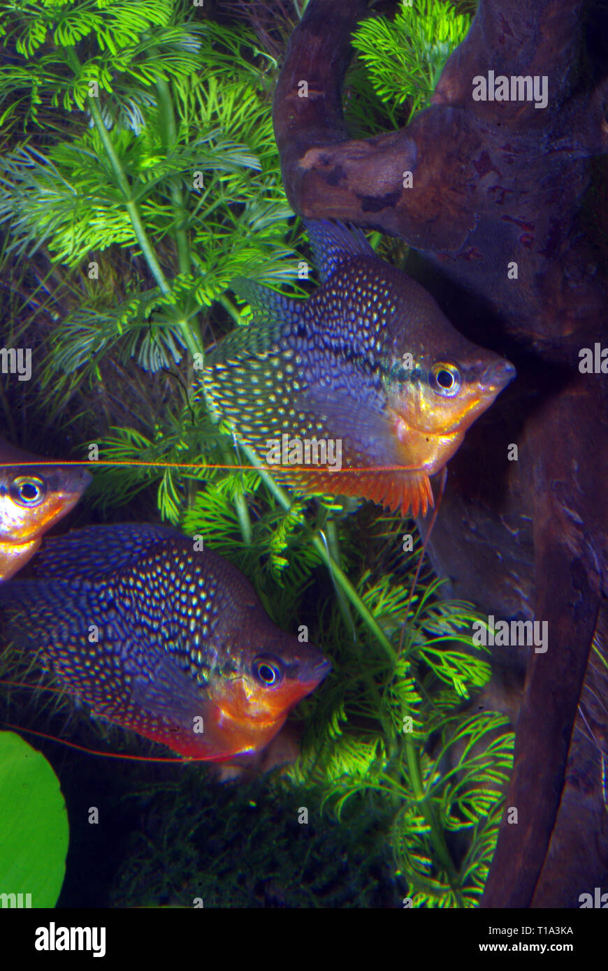 With pearl gourami hi-res stock photography and images - Alamy