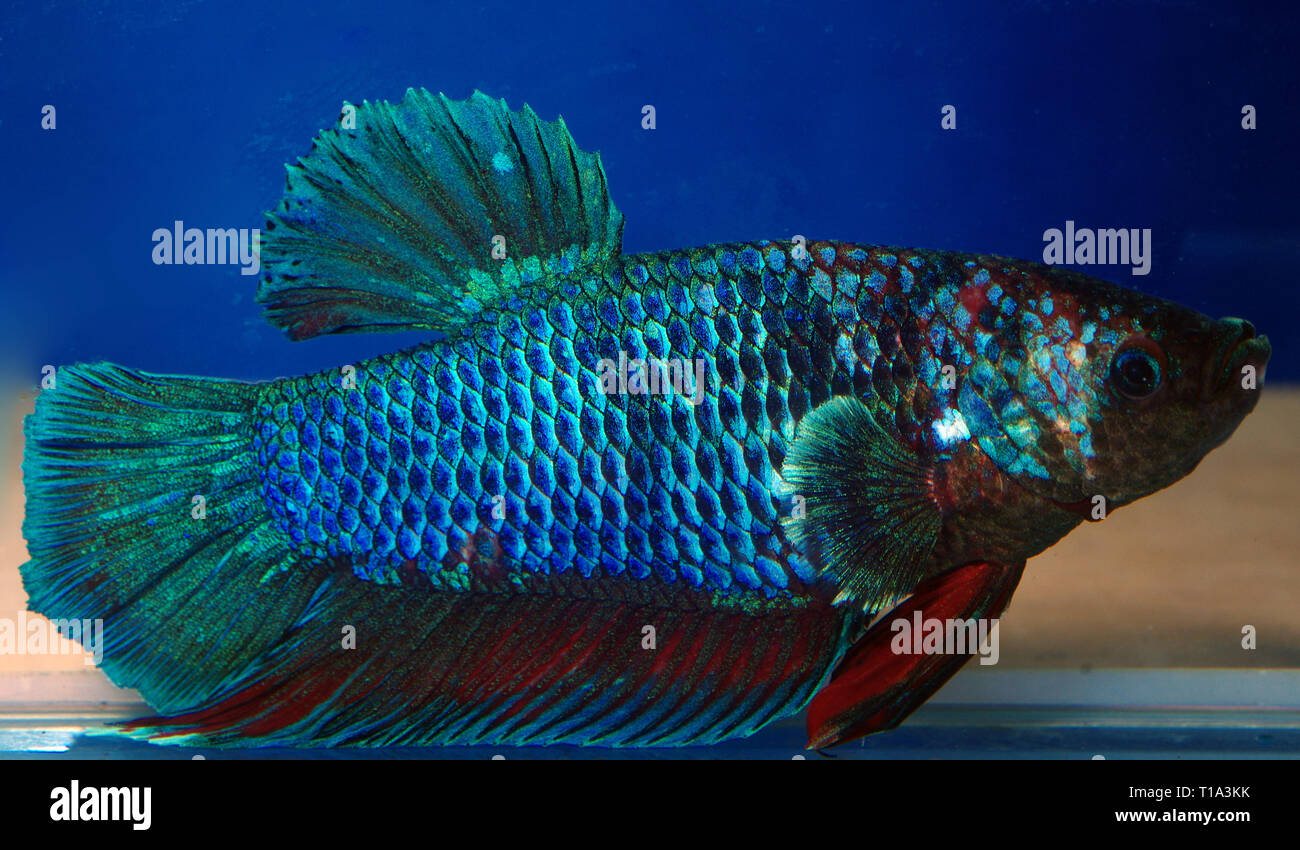 Plakat fish hi-res stock images - Alamy