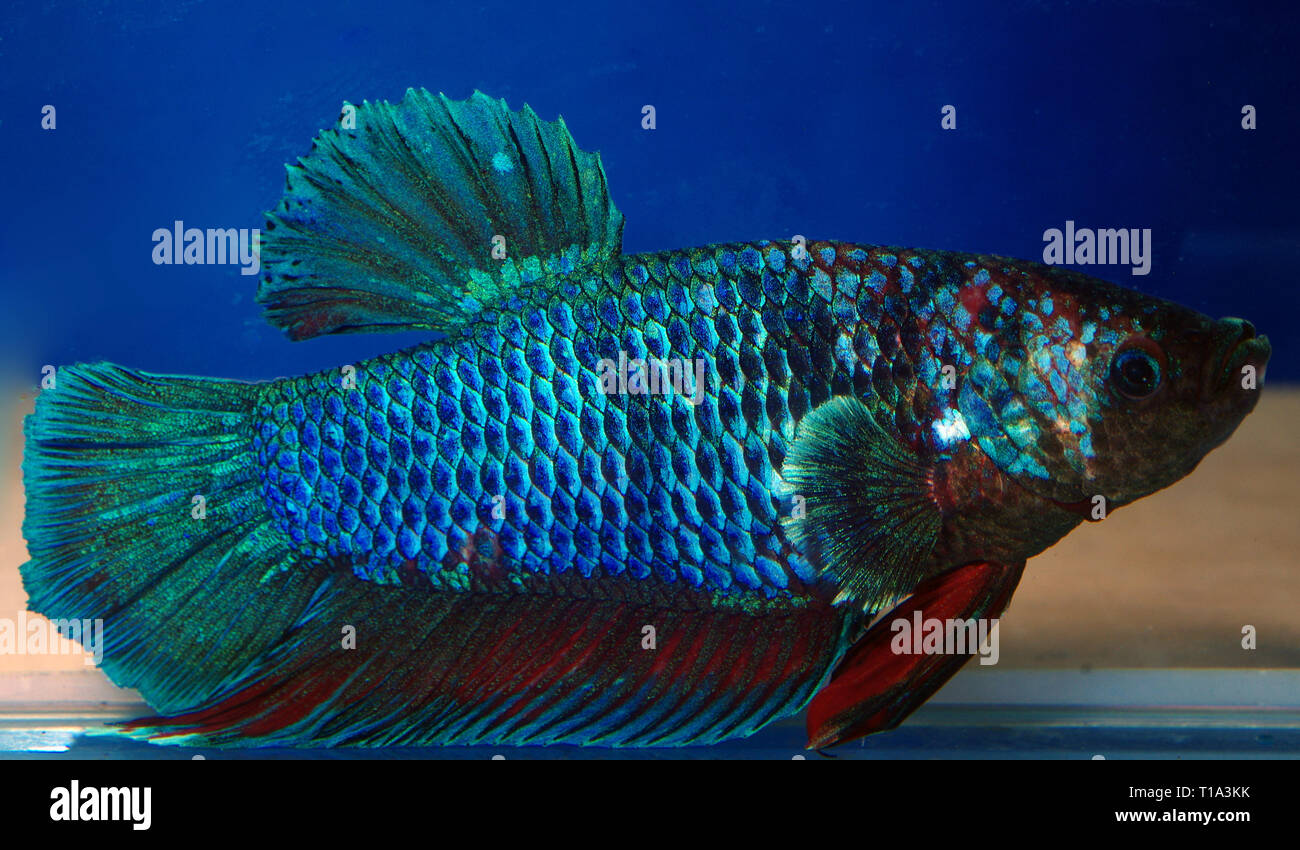 Siamese (Betta show plakat male Stock Photo - Alamy