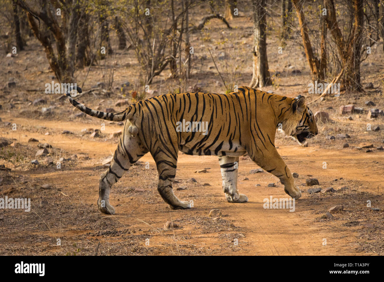 A dominant male tiger also king of the jungle on territory marking on a  beautiful morning at Ranthambore National Park, India Stock Photo - Alamy