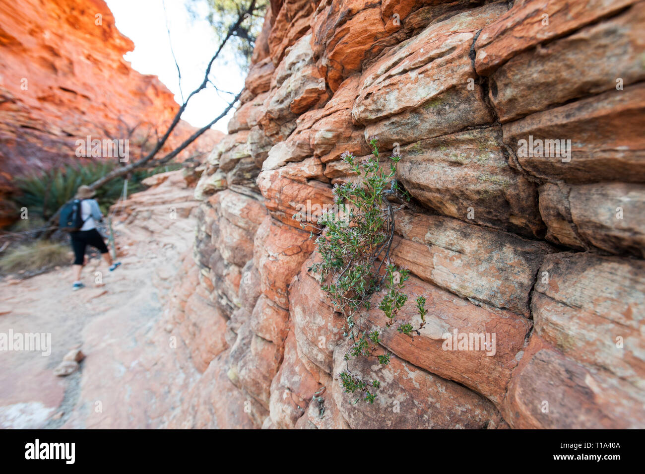Great example of cross bedding on the Kings Canyon Rim Walk, Northern