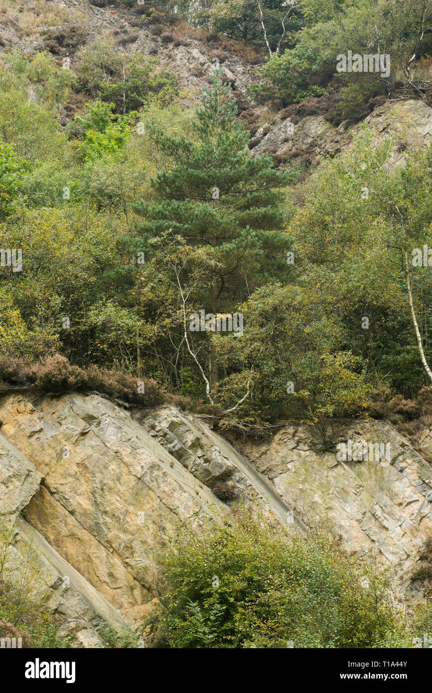 Ercall quarry near The Wrekin, Telford and Wrekin, Shropshire, England