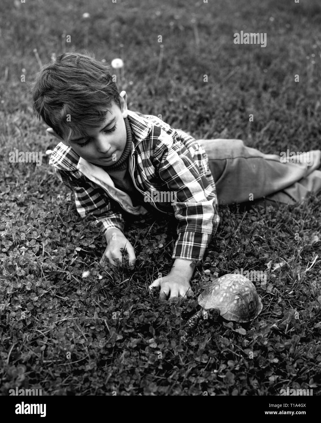 people, children, with animals, boy with tortoise, 1960s, Additional-Rights-Clearance-Info-Not-Available Stock Photo