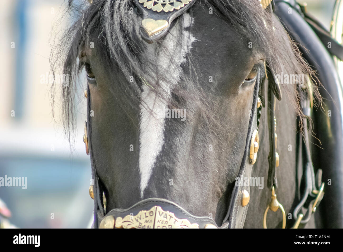 A plough horse at a country fair with leather harness and horse brasses Stock Photo