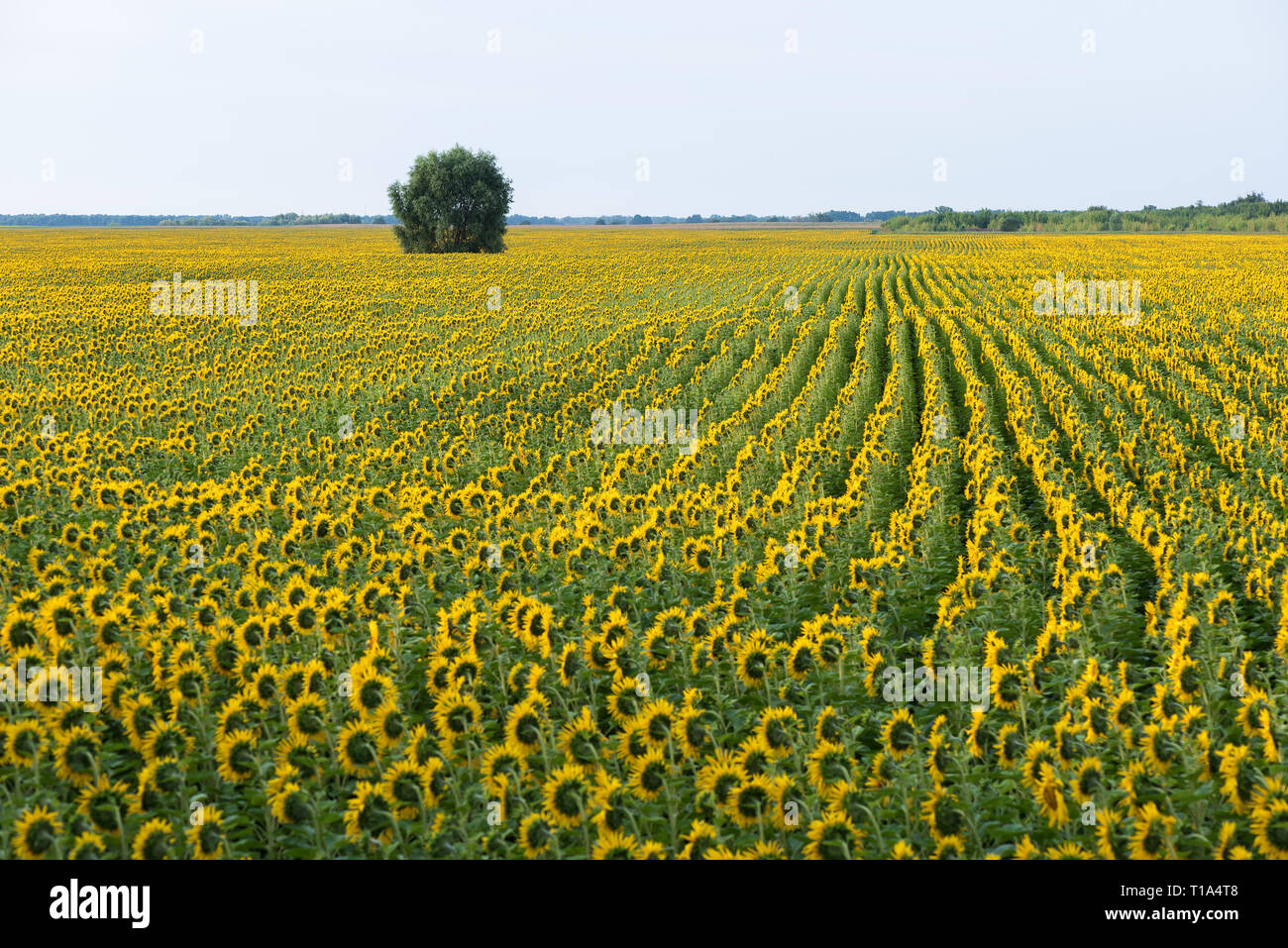 Summer rural landscape. Flowering sunflowers in a field and a lonely tree Stock Photo