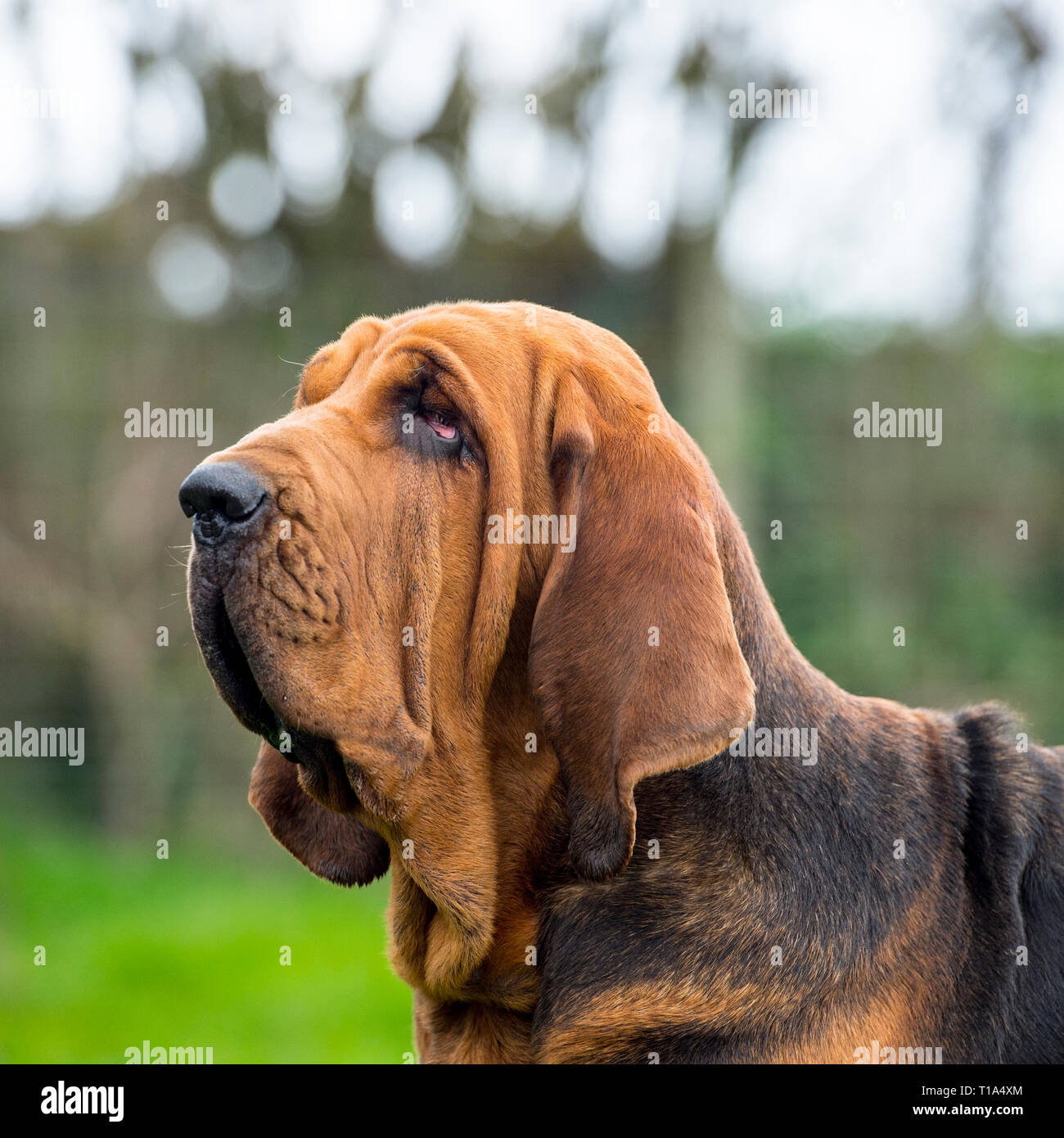 bloodhound dog Stock Photo