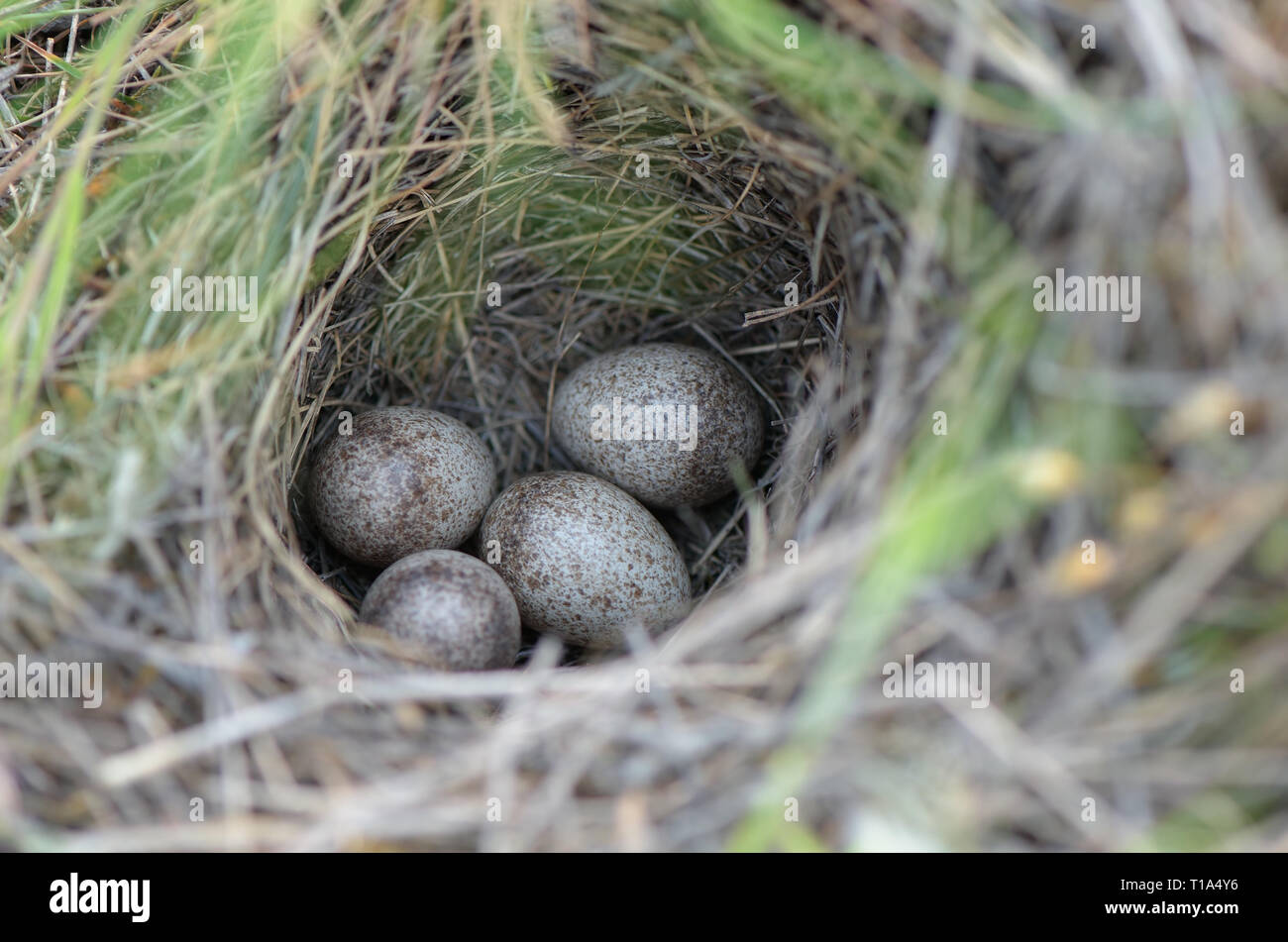 Four bird eggs in a nest in the grass Stock Photo