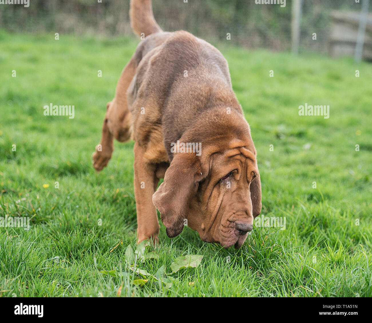 bloodhound dog Stock Photo
