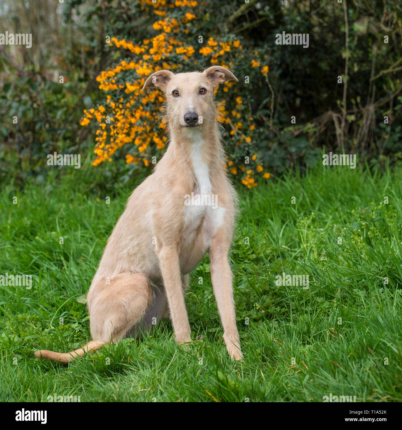 Lurcher dog sitting hires stock photography and images Alamy