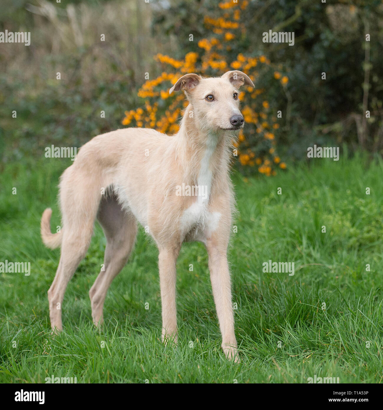 Lurchers High Resolution Stock Photography and Images - Alamy