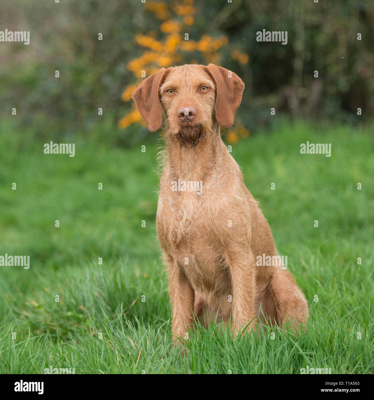 Wirehaired vizsla hypoallergenic 2025