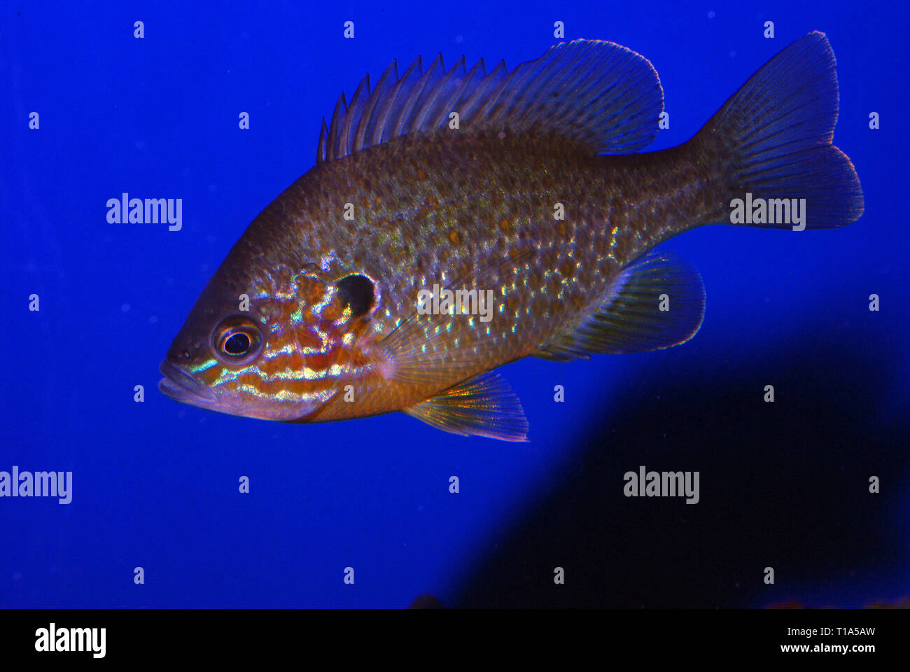 Lepomis gibbosus hi-res stock photography and images - Page 2 - Alamy