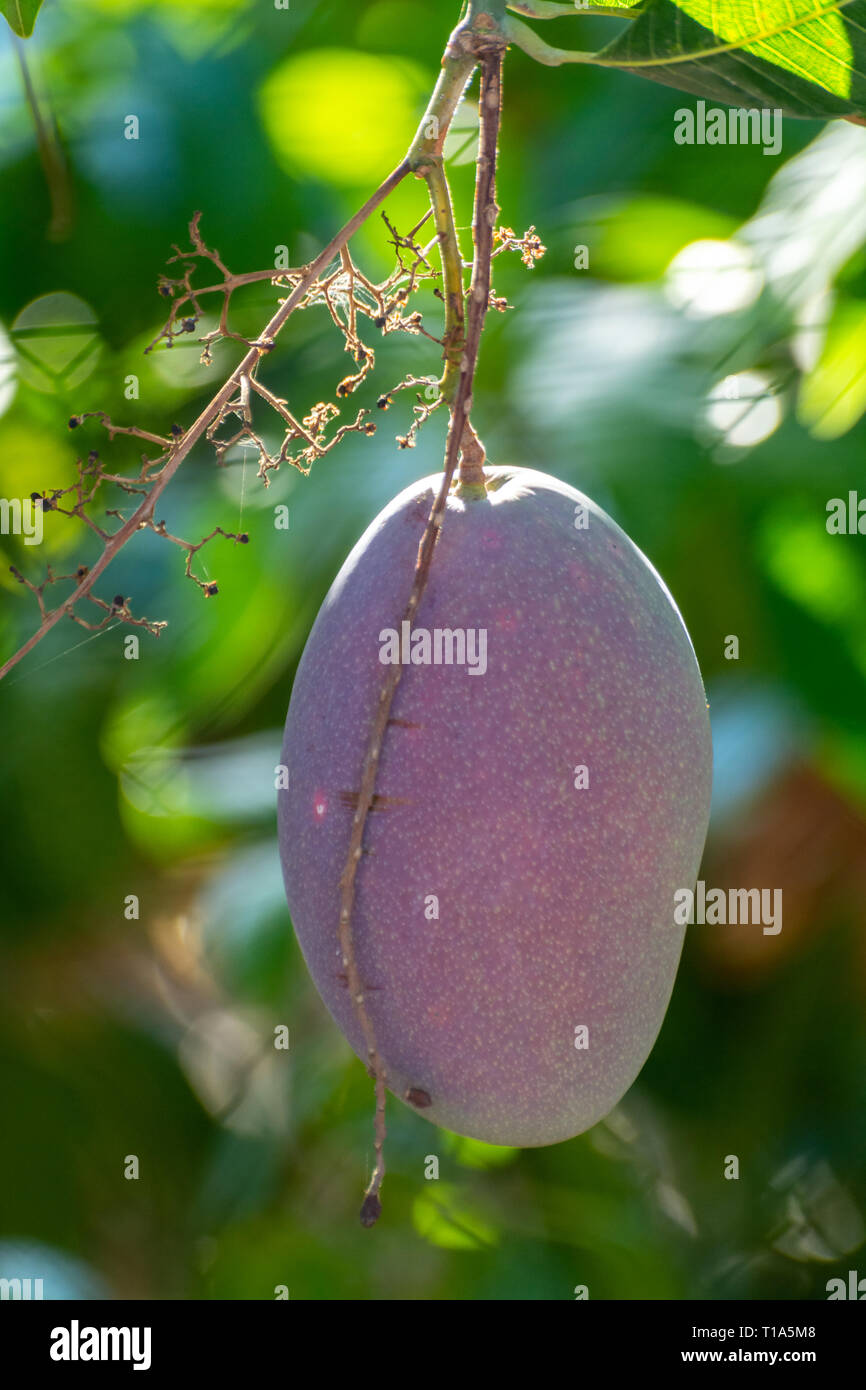 Tropical mango tree with big ripe mango fruits growing in orchard on Gran Canaria island, Spain