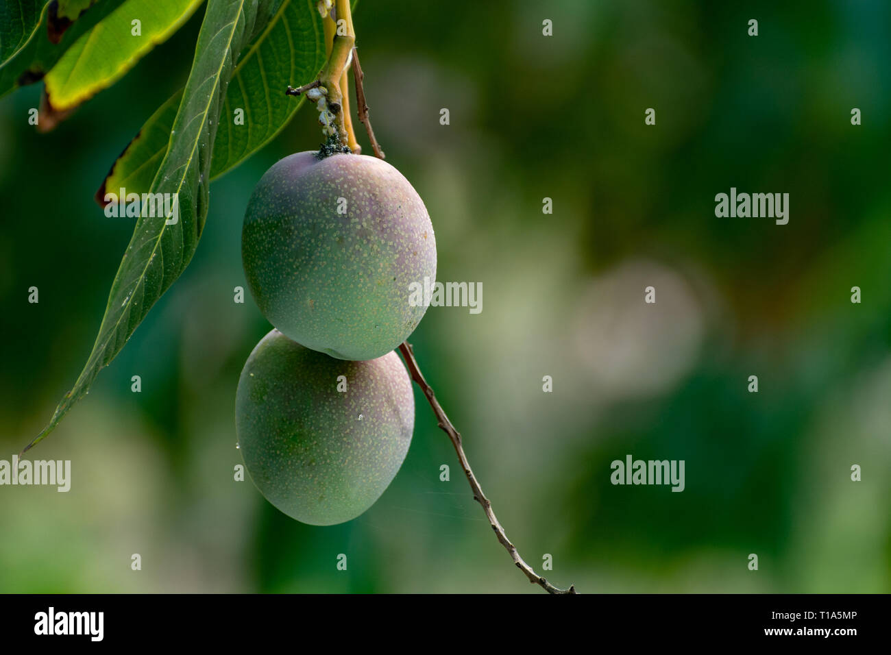 Tropical mango tree with big ripe mango fruits growing in orchard on Gran Canaria island, Spain