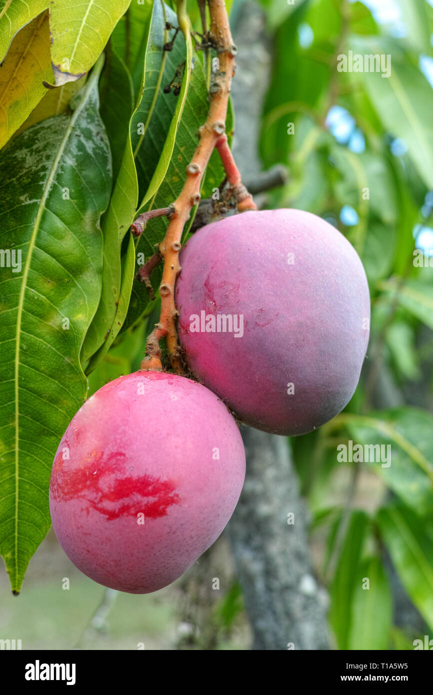 Tropical mango tree with big ripe mango fruits growing in orchard on
