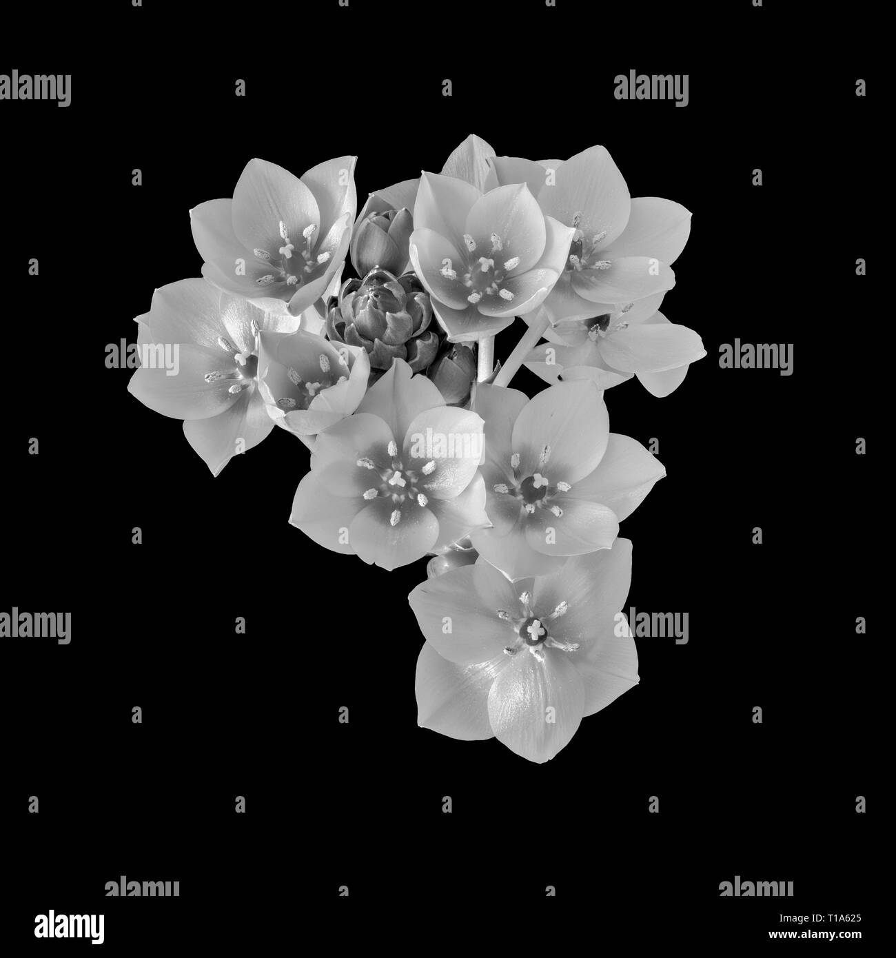 Fine art still life monochrome floral macro of a white cluster of Star-of-Bethlehem / ornithogalum flower blossoms and bud on black background Stock Photo