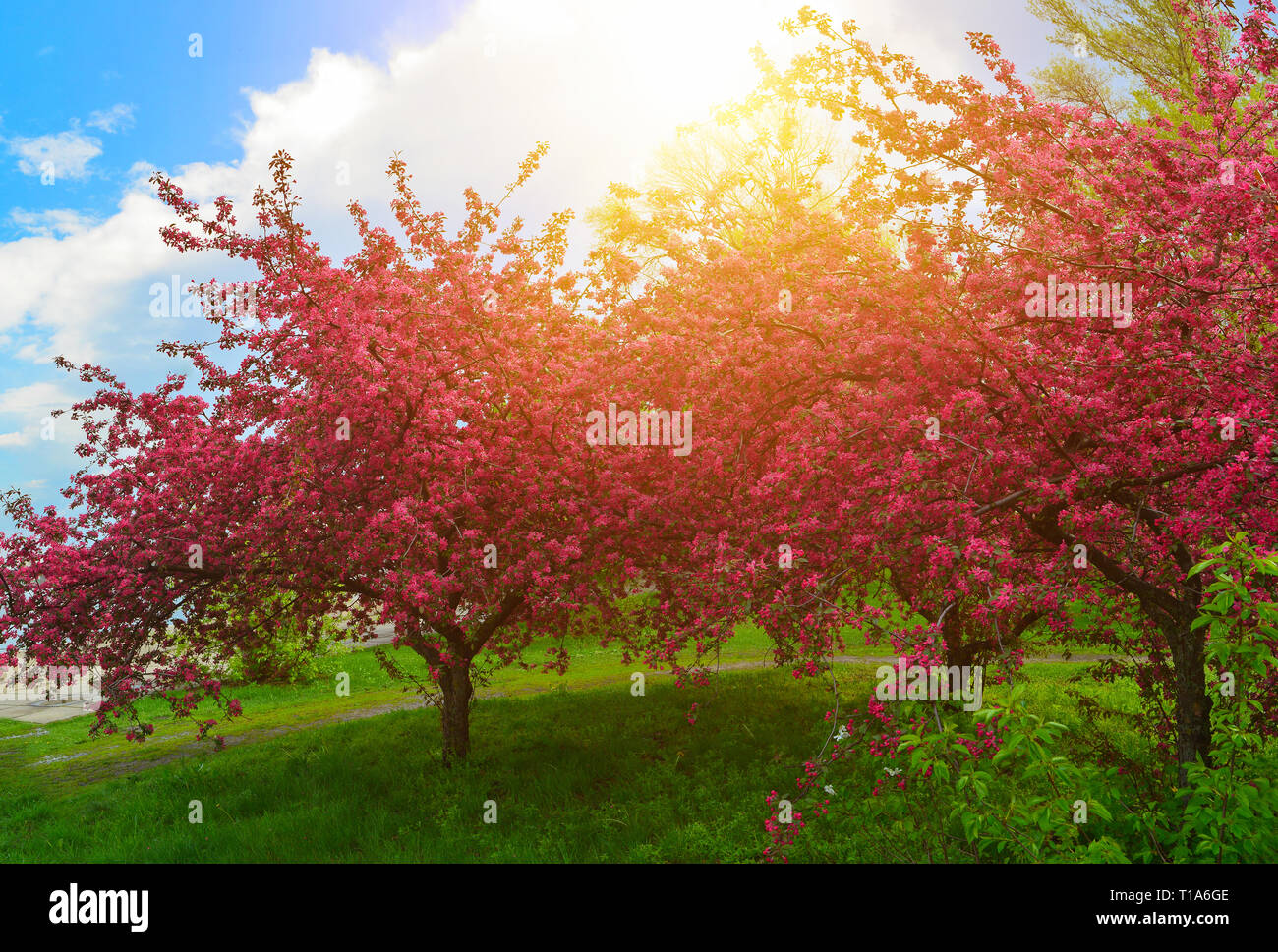 Trees in bloom in spring garden Stock Photo