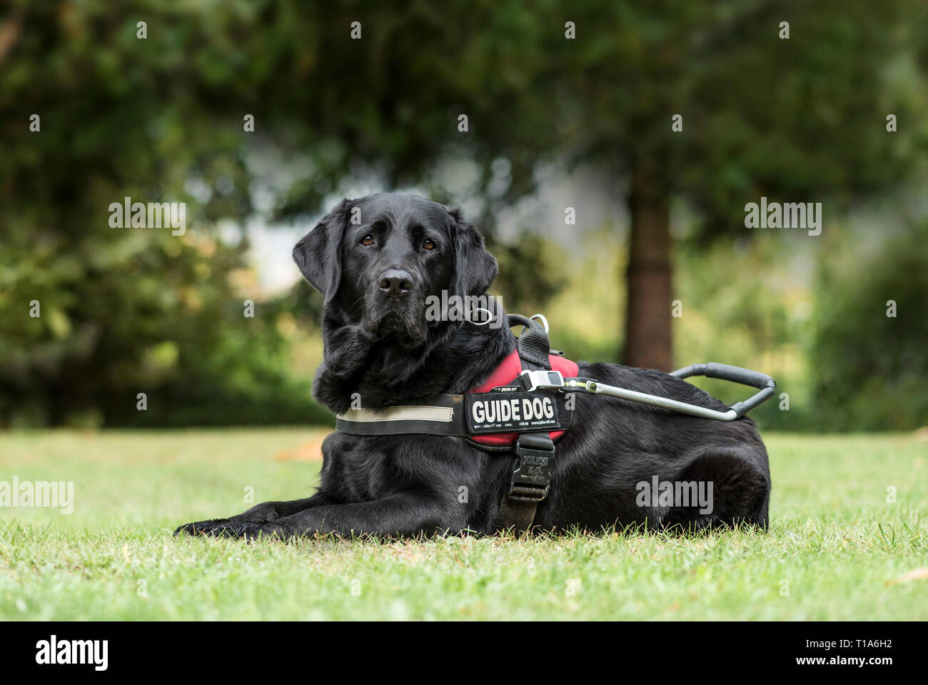 Dog guide park hi-res stock photography and images - Alamy