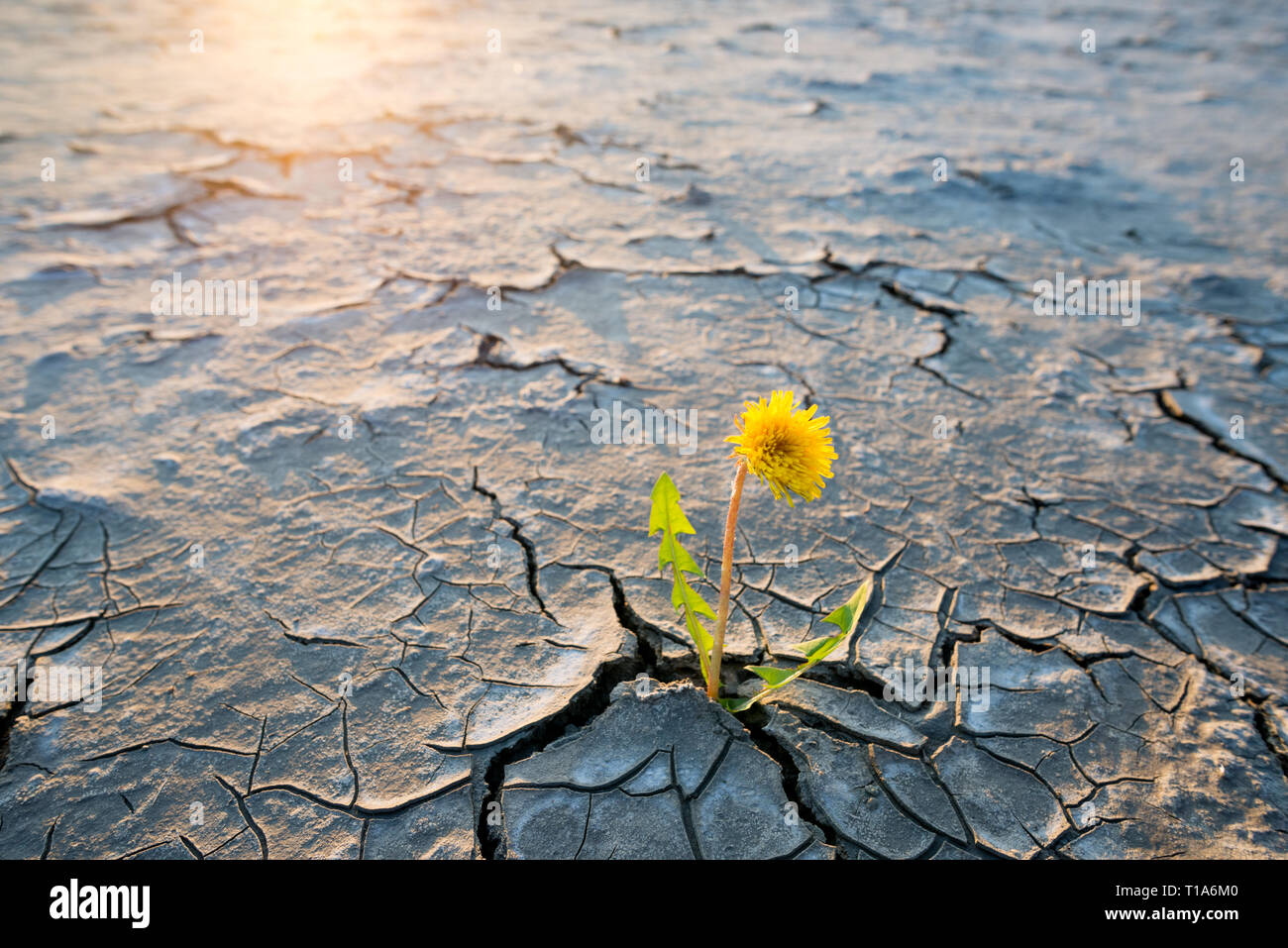 plant growing in desert drought concept Stock Photo Alamy