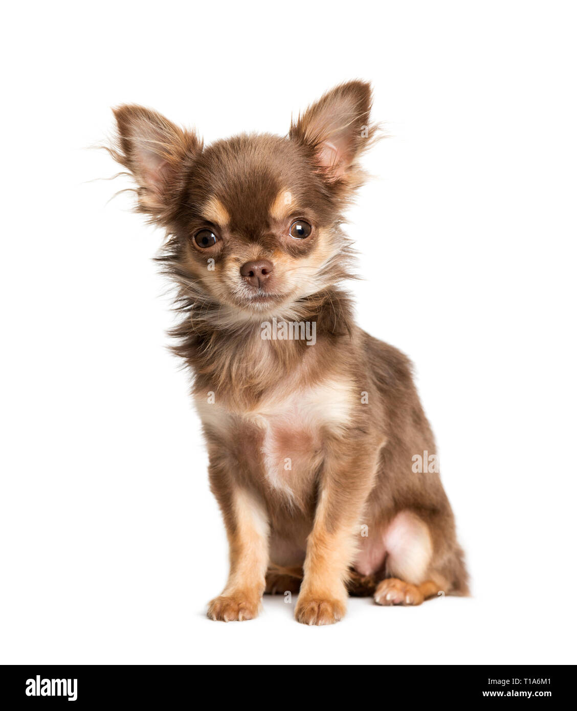 Chihuahua, 5 Months Old, Sitting In Front Of White Background Stock Photo -  Alamy