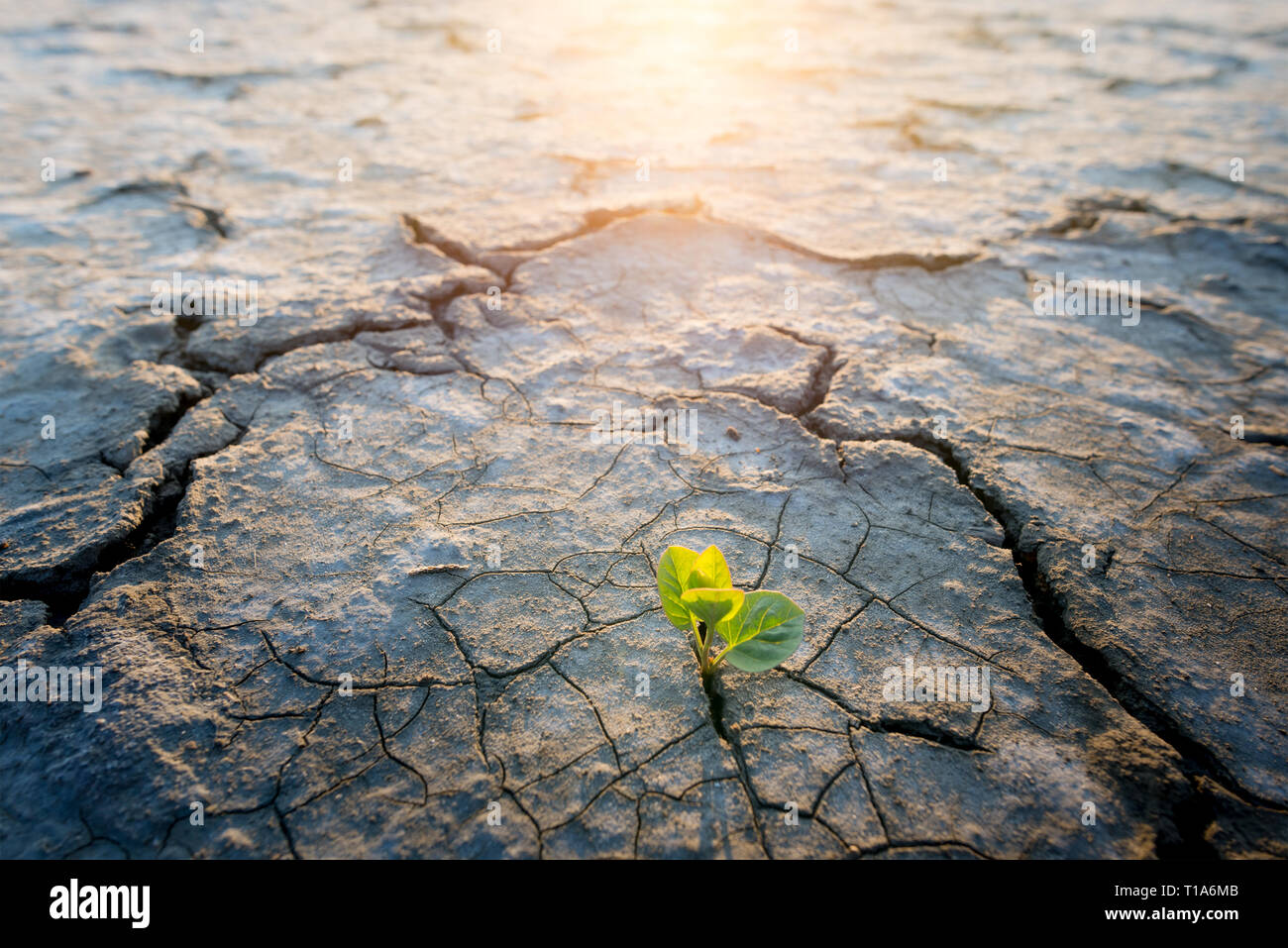 plant growing in desert drought concept Stock Photo