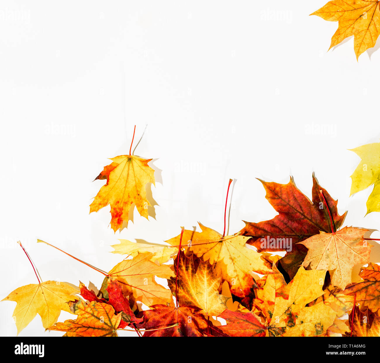 autumn leaves background Stock Photo - Alamy