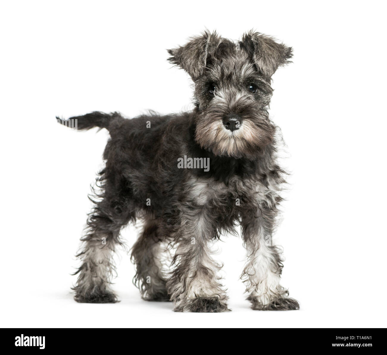 Miniature Schnauzer 3 months old in front of white background